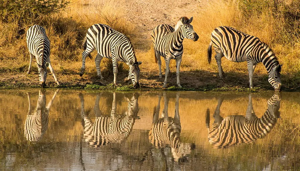 Kruger Safari