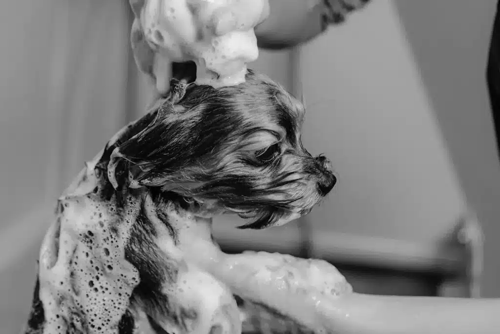 Pet Care and Grooming 101