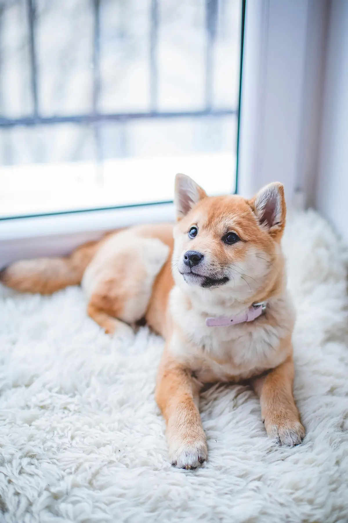 How to Groom a Dog at Home