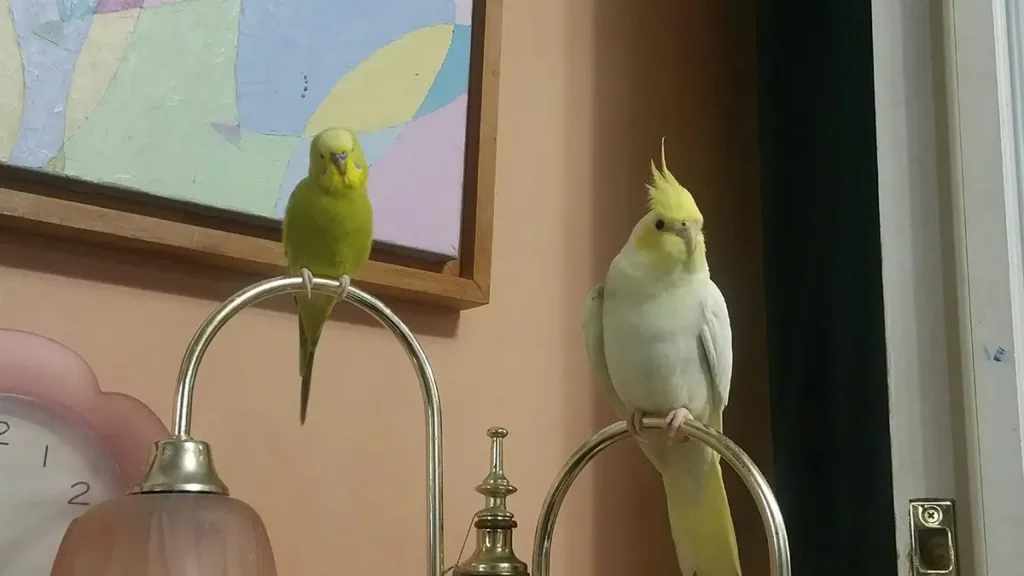 Pet Love - Birds